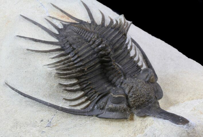 Spiny Psychopyge Trilobite - Excellent Preparation #36750